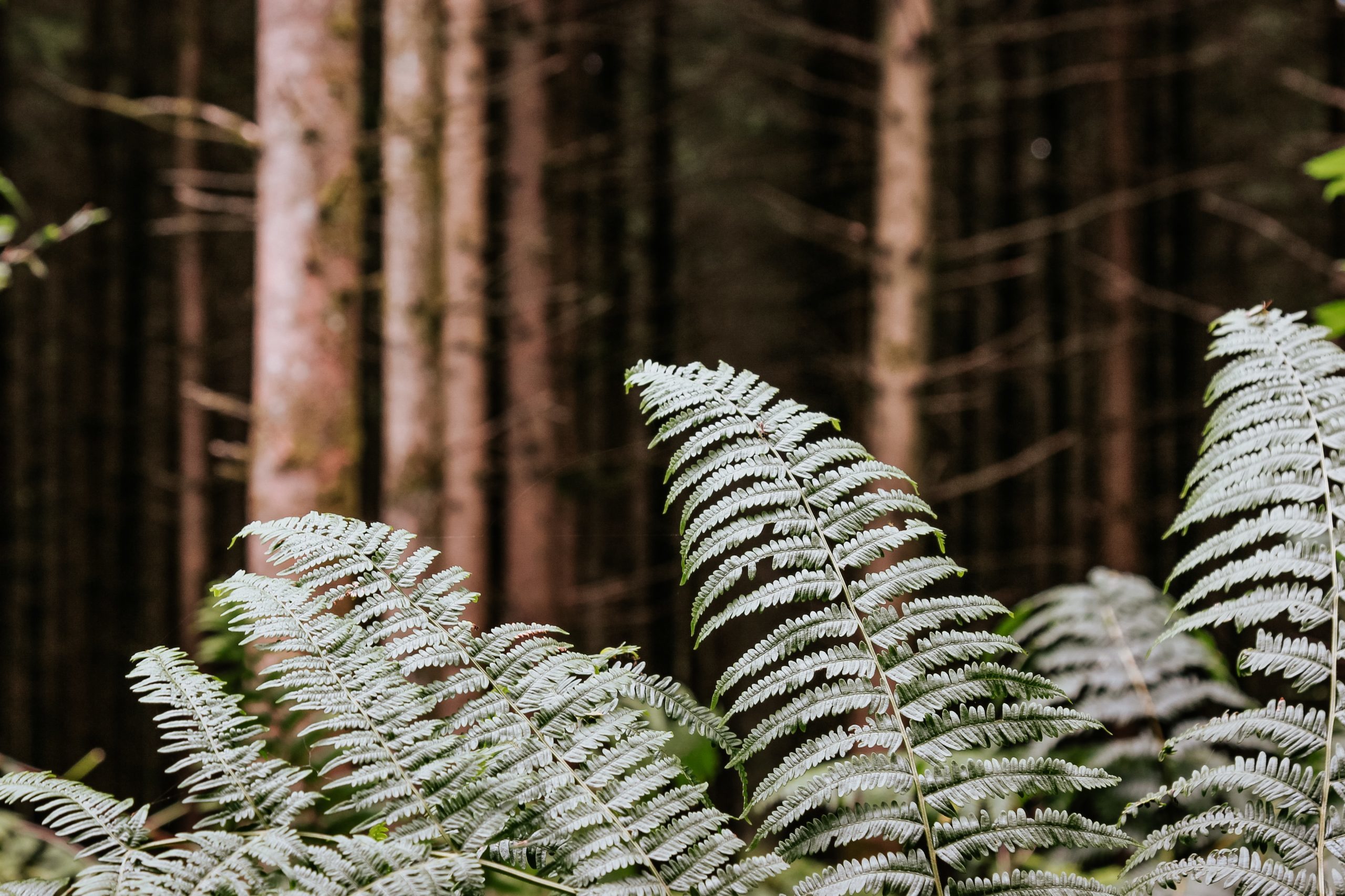 green fern plant in close up photography